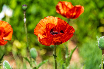 Red Poppies in the Early Summer Sun
