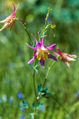 Multicolored Columbines Blooming in the Summer Sun
