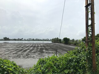 A paddy field turned in to shrimp farm