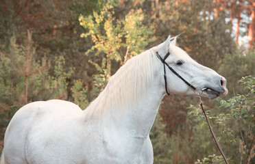 Obraz na płótnie Canvas portrait of white Percheron Draft Horse in forest