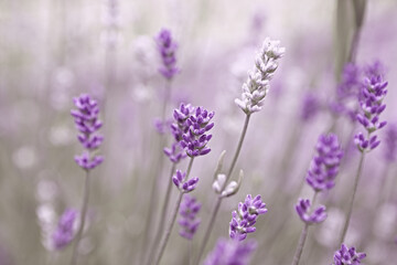 Purple and white Lavender Flowers. Close-up