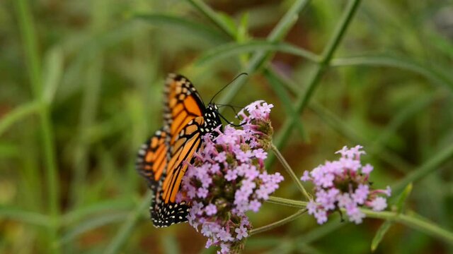 Monarch Butterfly - A monarch butterfly feeding on pink flowers in a summer garden.