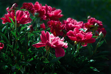 Obraz na płótnie Canvas Beautiful bright red peonies in the garden close-up on a dark green background. Summer floral background.