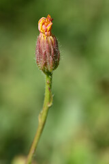 fleur de pissenlit fanée