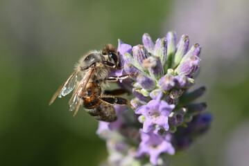 abeille butinant