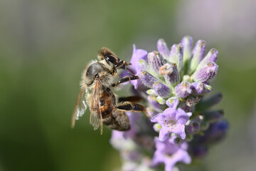 abeille butinant