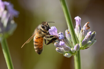 abeille butinant