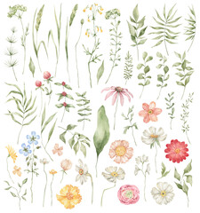 Watercolor set with wild meadow flowers, herbs, leaves. Summer botany, nature elements. Bright field wildflowers and plants.