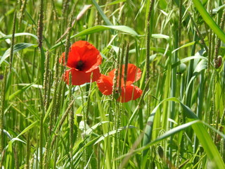 Obraz premium field of red poppies