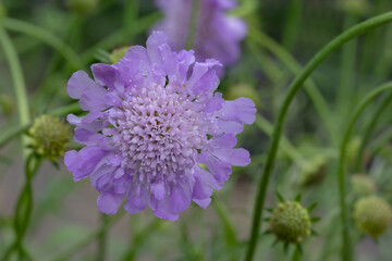 Pincushion flower (Scabiosa columbaria 'Butterfly Blue') 