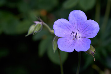 Obraz premium 1 purple flower (Geranium pratense). Fresh plant head from above. Closed buds around the plant. High angle view.