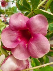 Fresh Flower Blooming in Garden, Red Flower, Pink Flowers, Macro shots of Flower