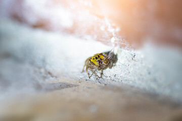 Small Black, brown, and White Jumping spider, salticidae, eating a house fly. High quality macro...