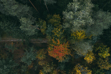 Road in the autumn forest.