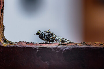 Small Black, brown, and White Jumping spider, salticidae, eating a house fly. High quality macro photo