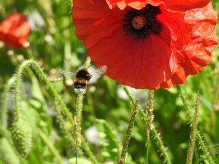 Bee on a poppy