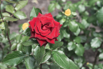 Red rose flower close up
