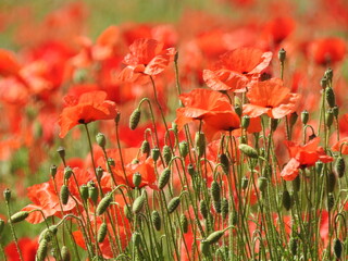 field of red poppies