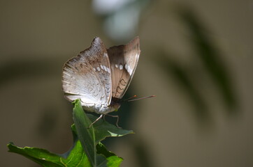 butterfly on a leaf