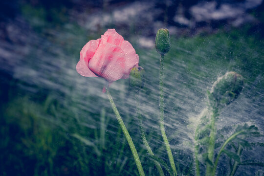 poppies in rain