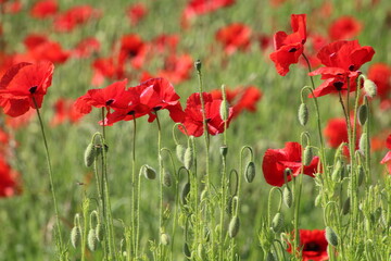 field of red poppies