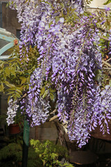 Glycine en fleurs	
