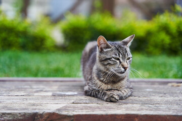 Naklejka na ściany i meble Gray cute street cat sitting on a bench