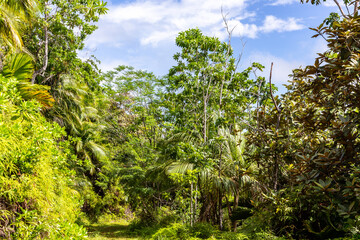 Lush tropical vegetation with endemic palm trees at Glacis Noire nature trail leading to the...