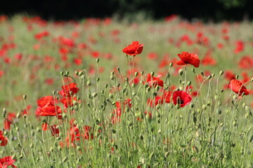 Fototapeta premium field of red poppies