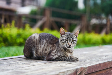 Gray cute street cat sitting on a bench