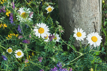 Fototapeta premium Summer flowers by a roadside pole.