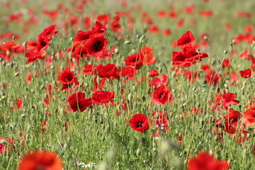 field of red poppies