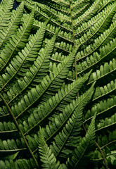 Fern leaf texture wallpaper. Green nature background