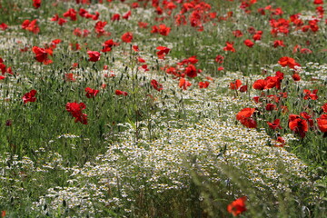 field of red poppies