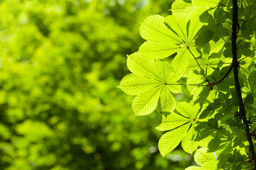 Fototapeta na wymiar Texture of a fresh chestnut leafs on the branch