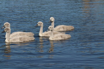 cygnets swimming