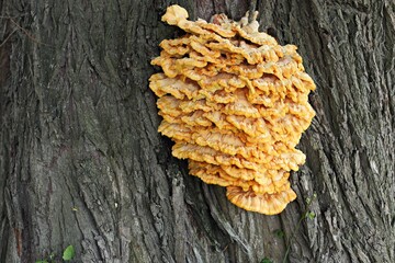 Tinder fungus sulfur-yellow. Rare edible mushroom. Selective focus