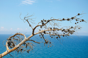 dry branch with cones on the background of the sea