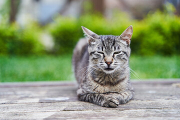 Gray cute street cat sitting on a bench