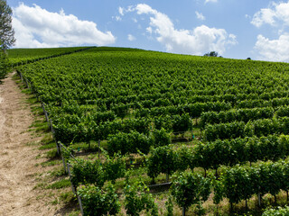 Fototapeta na wymiar Hills near Alba with vineyards, Piedmont - Italy