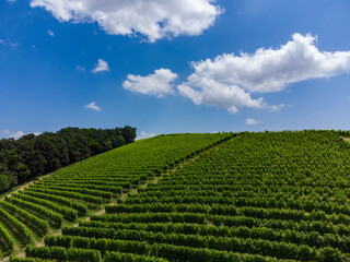Hills near Alba with vineyards, Piedmont - Italy