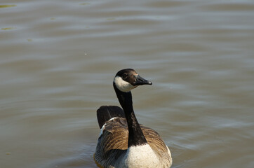 Canada Goose (branta canadensis) in the Water