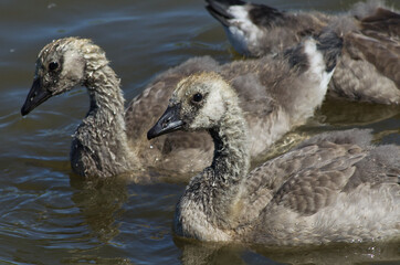 Canadian Goslings in the Water