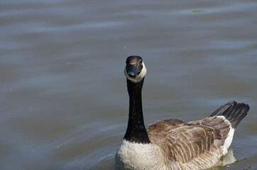 Canada Goose (branta canadensis) in the Water