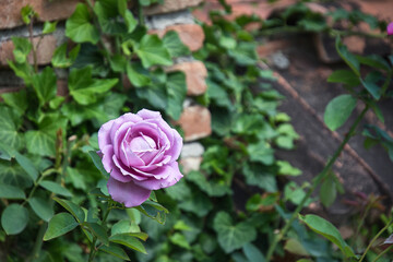 Violet rose flower close up view. Rose garden