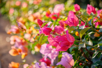 Bougainvillea paper flower close up