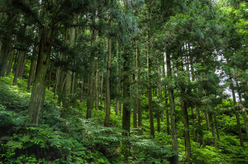 Fototapeta na wymiar 新緑のカラマツ林