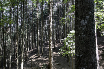 Fototapeta premium Sentieri nel bosco