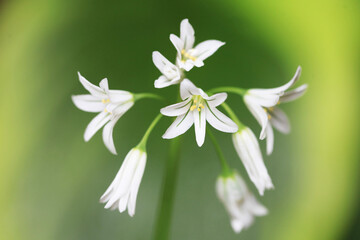 ホスタの背景が美しい三角葱(Allium triquetrum)
