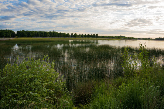 Many seagrass plants in the foreground of a nice lake with trees on the horizon and many clouds in the sky